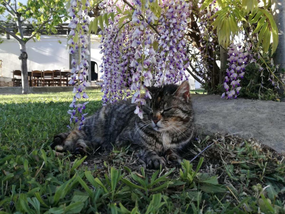 Villa Relais Il Giardino Fra Gli Ulivi Torino di Sangro Exterior foto